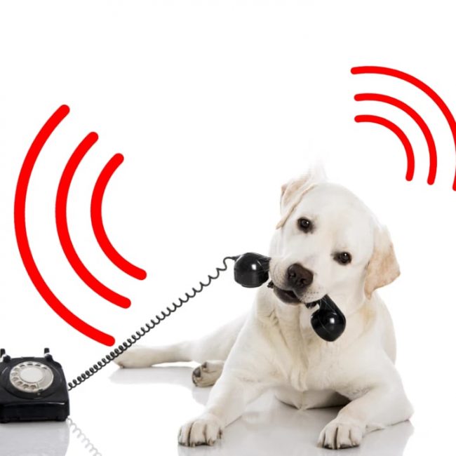 Dogs Hear Digital Audio?